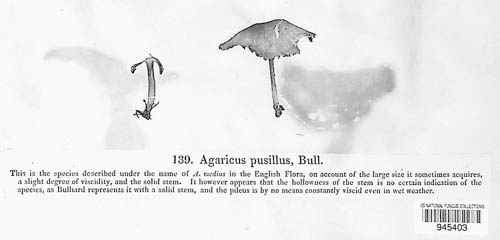 Agaricus micromegethus image